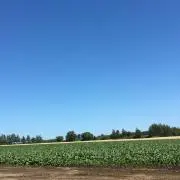 さぼてんの画像