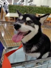 ちびの画像
