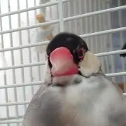 ブン太の画像