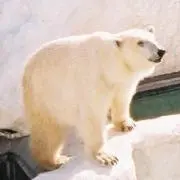 しろくまの画像