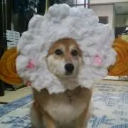つぶつぶ