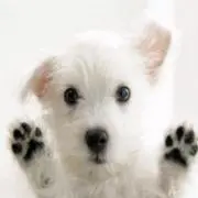 ライス