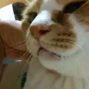 もこもこぶー