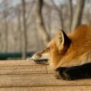 のらくろ