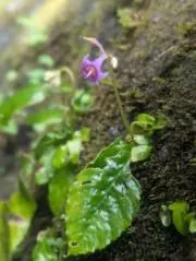 さの画像