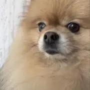 しも