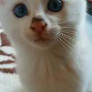 やーまん
