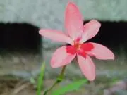 すずらんの画像