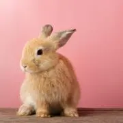 まままの画像