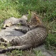 小川と書いてちいかわの画像