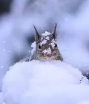 あかね