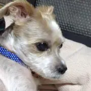 キイ