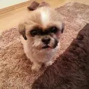 ききの画像