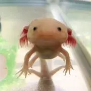 モアモアの画像