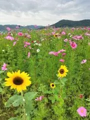 うさぎの画像
