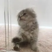 ねこりんの画像