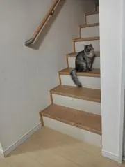 クーの画像