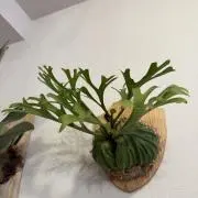 Platyの画像