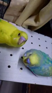 imaji