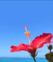 ゆいまるの画像