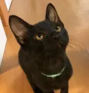 あしる
