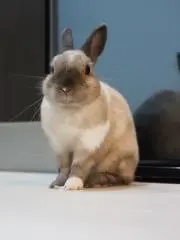 そっくす