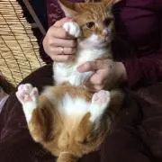 るっこ