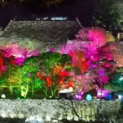 まりも　断捨離中の画像