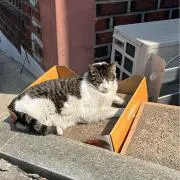 aroの画像