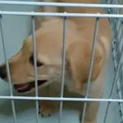 ズッチョ