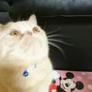 ゴルフ１３