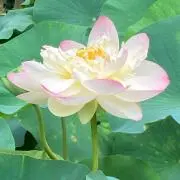 lotus flower-168
