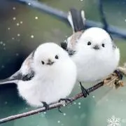 Keiの画像