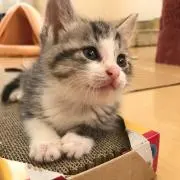 しゅうぺー