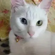 金華猫@匿名配送の画像