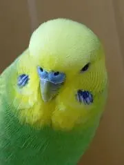 ことりの画像