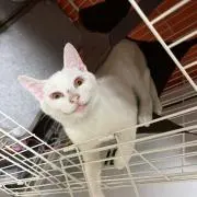 しらたま