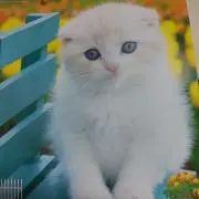 あっくんAKBの画像