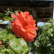 ROSE【コメ逃げ、値下げ交渉ブロック】の画像