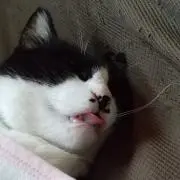 アカツキの画像