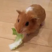 もるモッティの画像