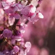 hanana☆の画像