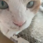 ふぅたの画像