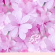 Rの画像