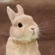 クーツェンの画像