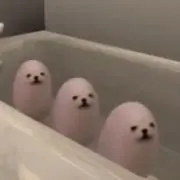 こんぽたーじゅの画像