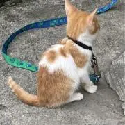 ミャーの画像
