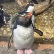 みぞの画像
