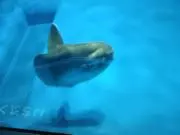 おかめ