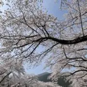 Mynsrの画像
